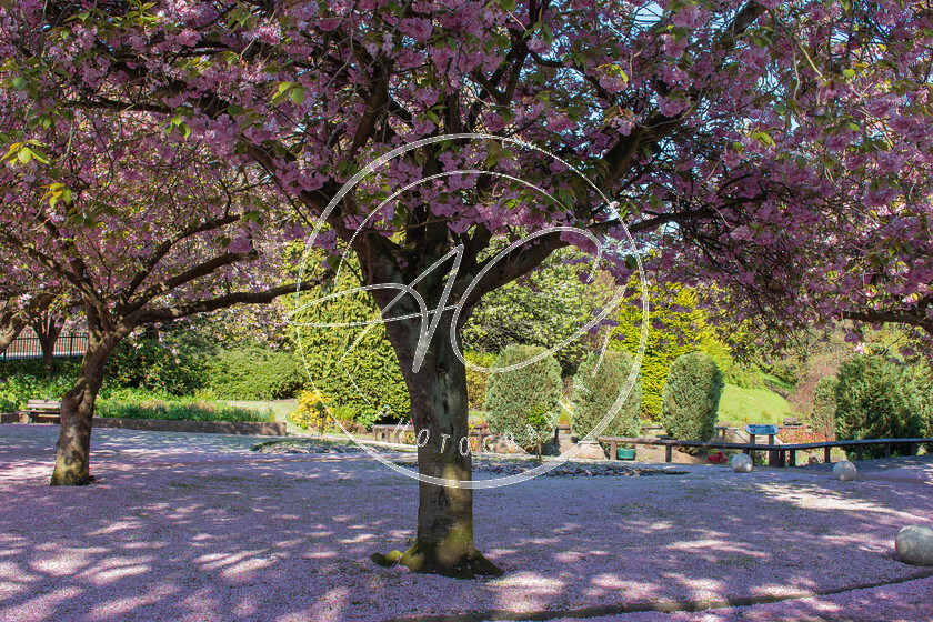 Spring Blossom